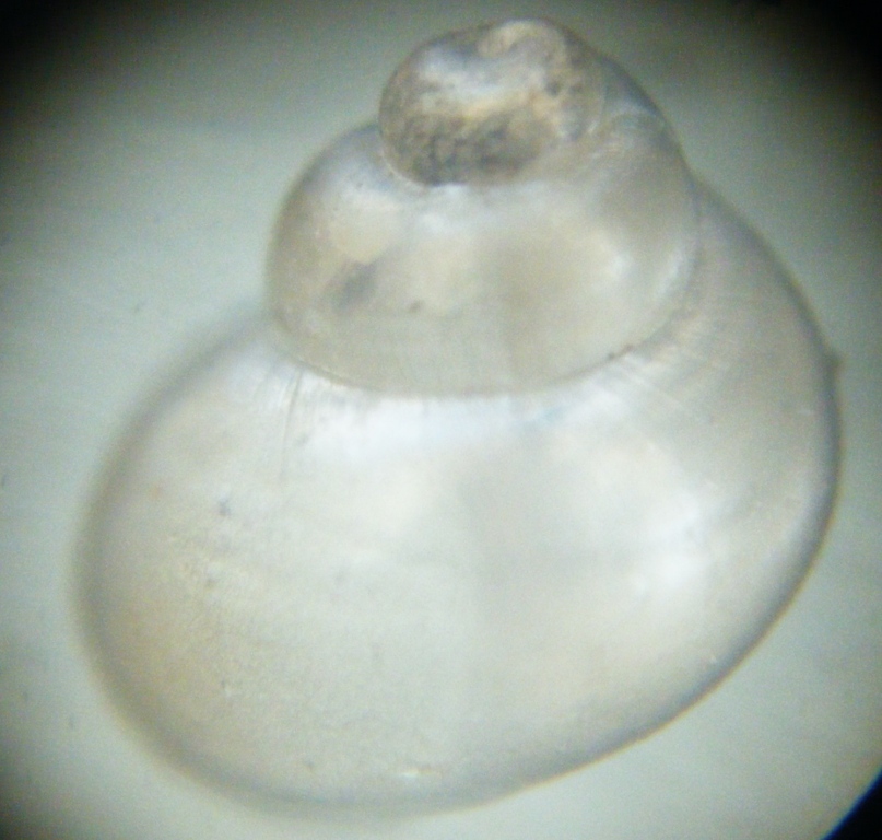 Gasteropode 6
